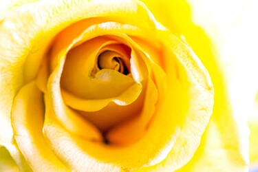 Photographie intitulée "Yellow Rose Macro" par Matt Kohnen, Œuvre d'art originale, Photographie numérique