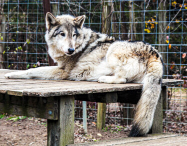 Fotografie getiteld "Wolf with Beautiful…" door Matt Kohnen, Origineel Kunstwerk, Digitale fotografie