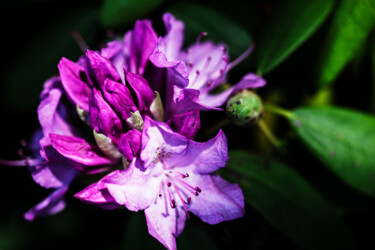Fotografie mit dem Titel "Rhododendron-1" von Matt Kohnen, Original-Kunstwerk, Digitale Fotografie