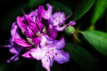 Fotografie getiteld "Rhododendron-1" door Matt Kohnen, Origineel Kunstwerk, Digitale fotografie