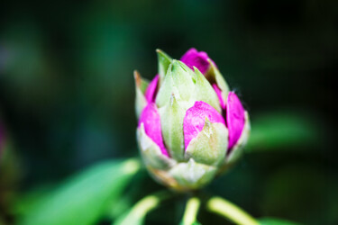 Fotografia intitolato "Rhododendron-3" da Matt Kohnen, Opera d'arte originale, Fotografia digitale