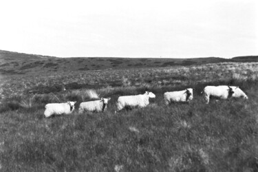 Photographie intitulée "The 5 Sheep" par Matthew Freedman, Œuvre d'art originale, Photographie argentique