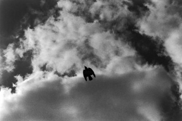 Fotografía titulada "Bird in the Sky" por Matthew Freedman, Obra de arte original, Fotografía analógica