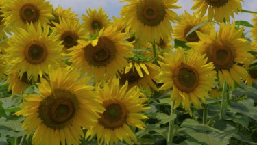 Fotografia intitolato "Hybrid sunflower in…" da Matthew Katt, Opera d'arte originale