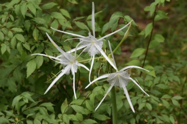 Фотография под названием "spider lily (Hymeno…" - Matthew Katt, Подлинное произведение искусства