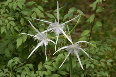 Fotografia zatytułowany „spider lily (Hymeno…” autorstwa Matthew Katt, Oryginalna praca