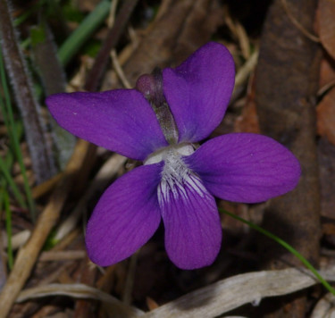 Photographie intitulée "violet (wild flower)" par Matthew Katt, Œuvre d'art originale