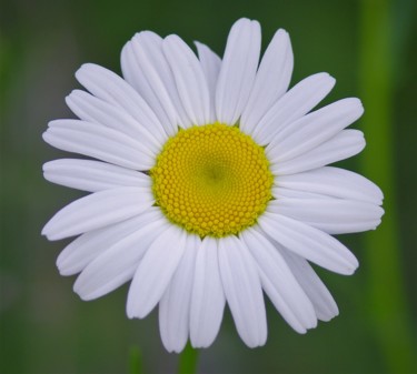 Photography titled "daisy-first-bloom-c…" by Matthew Katt, Original Artwork