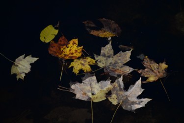 Fotografía titulada "Atumn leaves suspen…" por Matthew Katt, Obra de arte original, Fotografía digital