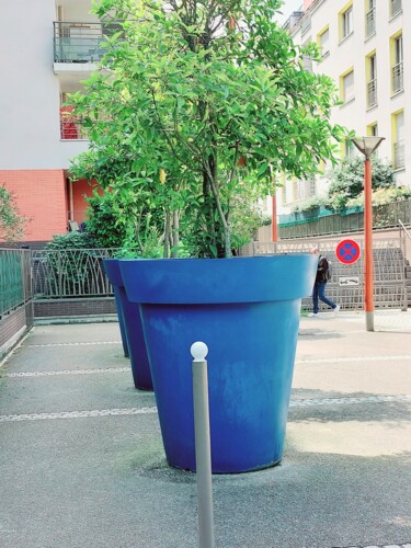 Photographie intitulée "Plante géante" par Maurice Bellolo, Œuvre d'art originale, Photographie numérique