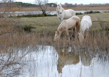 Photographie intitulée "chevaux camarguais" par Martine Maury, Œuvre d'art originale, Photographie non manipulée