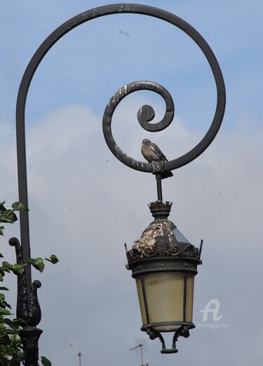 Photographie intitulée "le pigeon et le rév…" par Martine Maury, Œuvre d'art originale, Photographie non manipulée