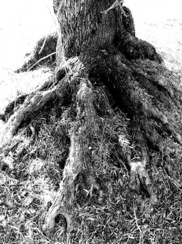 Fotografia zatytułowany „racines” autorstwa Martine Maury, Oryginalna praca, Fotografia nie manipulowana