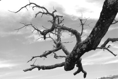 Photographie intitulée "branche de chêne" par Martine Maury, Œuvre d'art originale, Photographie non manipulée