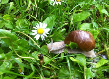 Photographie intitulée "escargot et marguer…" par Martine Maury, Œuvre d'art originale, Photographie non manipulée