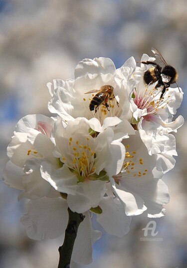 Fotografie mit dem Titel "bourdon et abeille" von Martine Maury, Original-Kunstwerk, Nicht bearbeitete Fotografie