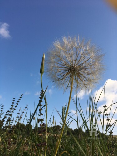 Photography titled "pissenlit d'en bas" by Martine Maury, Original Artwork, Non Manipulated Photography