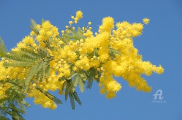 Photography titled "mimosa" by Martine Maury, Original Artwork, Non Manipulated Photography