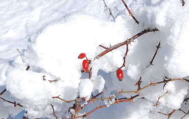 Photography titled "rouge et blanc" by Martine Maury, Original Artwork, Non Manipulated Photography