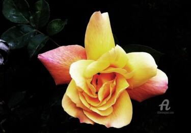 Photography titled "la rose" by Martine Maury, Original Artwork, Non Manipulated Photography
