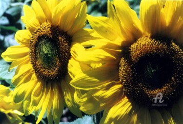 Photography titled "tournesol" by Martine Maury, Original Artwork, Non Manipulated Photography