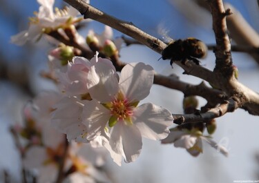 Photography titled "amandier en fleur" by Martine Maury, Original Artwork, Non Manipulated Photography