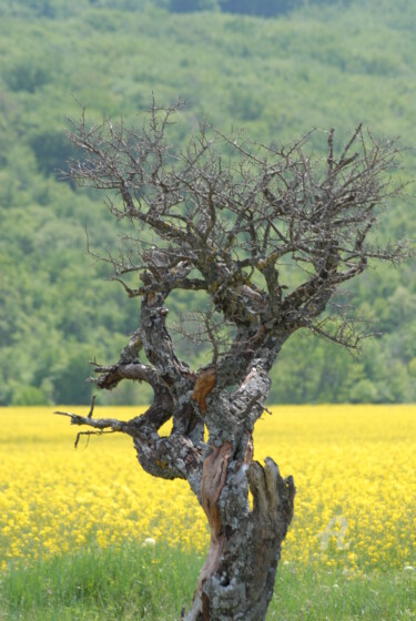 Fotografie mit dem Titel "sainte baume" von Martine Maury, Original-Kunstwerk, Nicht bearbeitete Fotografie