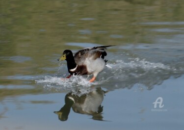 Photography titled "mon canard" by Martine Maury, Original Artwork, Non Manipulated Photography