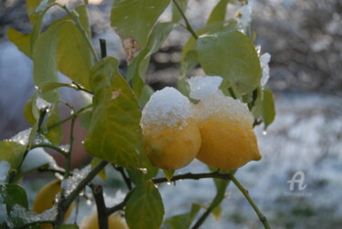 Fotografie mit dem Titel "citrons givrés" von Martine Maury, Original-Kunstwerk, Nicht bearbeitete Fotografie