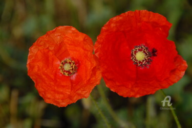 Photography titled "duo de coquelicots" by Martine Maury, Original Artwork, Non Manipulated Photography
