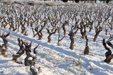 Fotografia intitolato "sous la neige" da Martine Maury, Opera d'arte originale, Fotografia non manipolata