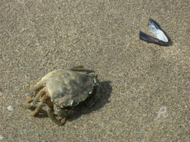 Photographie intitulée "le crabe et la moule" par Martine Maury, Œuvre d'art originale, Photographie non manipulée