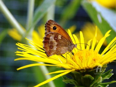 Photography titled "repas du papillon" by Martine Maury, Original Artwork, Non Manipulated Photography