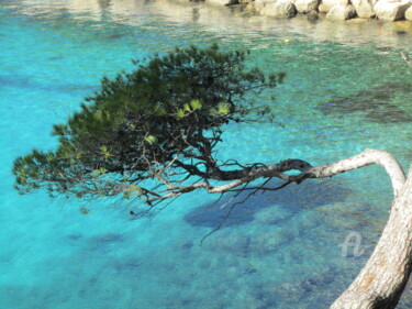 Fotografia zatytułowany „arbre couché” autorstwa Martine Maury, Oryginalna praca, Fotografia nie manipulowana