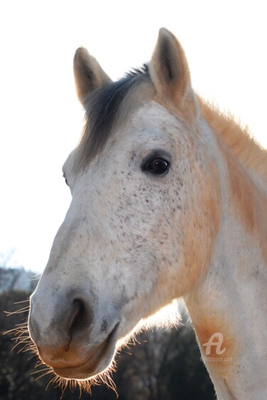 Fotografie mit dem Titel "le poney connemara" von Martine Maury, Original-Kunstwerk, Nicht bearbeitete Fotografie