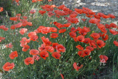 Photography titled "coquelicots en avril" by Martine Maury, Original Artwork, Non Manipulated Photography