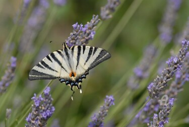 Fotografie mit dem Titel "papillon vole" von Martine Maury, Original-Kunstwerk, Nicht bearbeitete Fotografie
