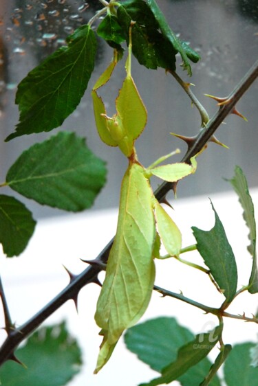 Photographie intitulée "Phasme vert" par Martine Maury, Œuvre d'art originale, Photographie non manipulée