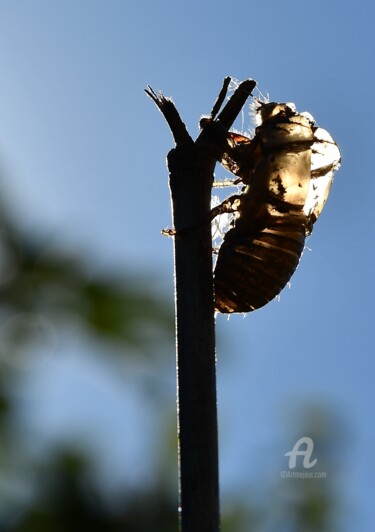 Photography titled "Mue de cigale" by Martine Maury, Original Artwork, Non Manipulated Photography