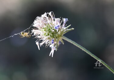 Photography titled "fleur et araignée" by Martine Maury, Original Artwork, Non Manipulated Photography