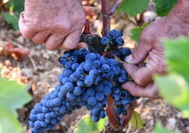 Photography titled "détail de vendanges" by Martine Maury, Original Artwork, Non Manipulated Photography