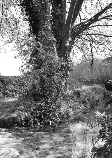 Fotografía titulada "Platane au Gué" por Martine Maury, Obra de arte original, Fotografía digital