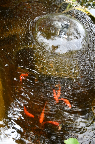 Fotografia intitulada "le poisson rouge" por Martine Maury, Obras de arte originais, Fotografia Não Manipulada