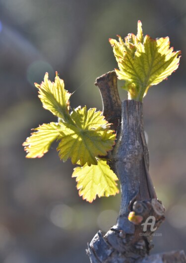 Photographie intitulée "la vigne en avril" par Martine Maury, Œuvre d'art originale, Photographie numérique