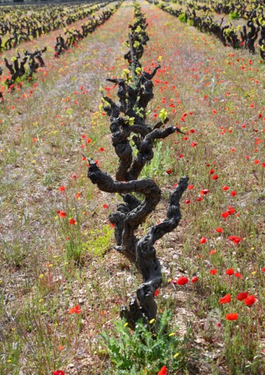 Photography titled "les plantes messico…" by Martine Maury, Original Artwork, Non Manipulated Photography Mounted on Alumini…