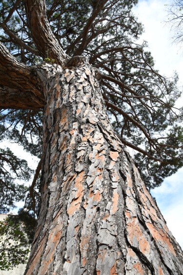 "Pin magestueux" başlıklı Fotoğraf Martine Maury tarafından, Orijinal sanat, Fotoşopsuz fotoğraf Alüminyum üzerine monte edi…