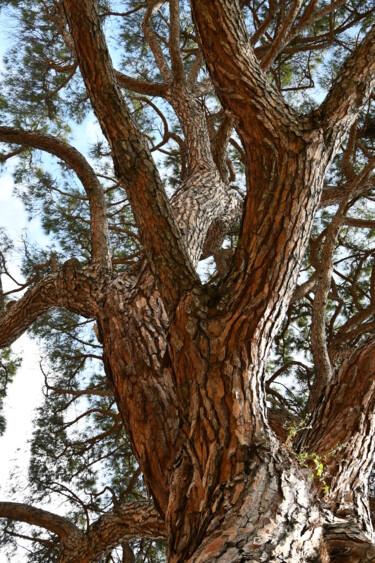 "ramifications" başlıklı Fotoğraf Martine Maury tarafından, Orijinal sanat, Fotoşopsuz fotoğraf Alüminyum üzerine monte edil…