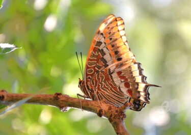 Fotografie mit dem Titel "papillon" von Martine Maury, Original-Kunstwerk, Digitale Fotografie