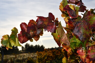 Fotografia intitolato "la vigne en arc de…" da Martine Maury, Opera d'arte originale, Fotografia non manipolata Montato su a…