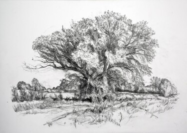 Drawing titled "Spreading out." by Maxine Cameron, Original Artwork, Graphite